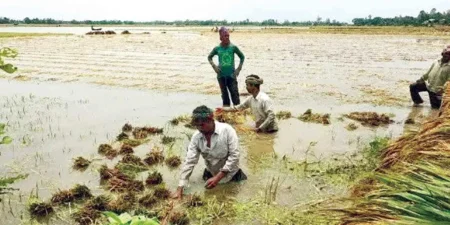 কৃষকের স্বপ্ন