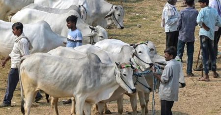 ঈদে গরু কোরবানি না করার সিদ্ধান্ত আসামের মুসলিমদের কোরবানি না করার সিদ্ধান্ত