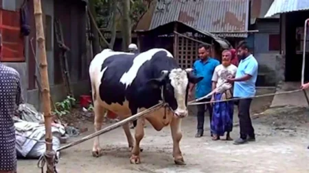 কোরবানির পশু