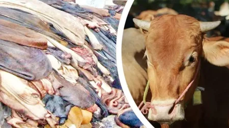 কোরবানির পশুর চামড়ার দাম নিয়ে এবারও শঙ্কা কোরবানির পশুর চামড়া
