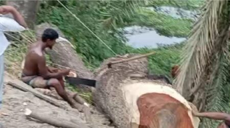 সিরাজদিখানে ইউপি সদস্যের বিরুদ্ধে সরকারি গাছ কাটার অভিযোগ গাছ কাটা