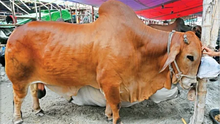 ছোট গরুর চাহিদা বেশি