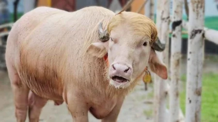 কোরবানি পশুর নাম ‘ডোনাল্ড ট্রাম্প’ ডোনাল্ড ট্রাম্প