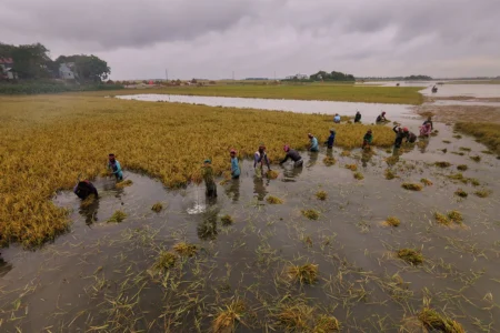 তলিয়ে গেছে কিশোরগঞ্জের ফসল
