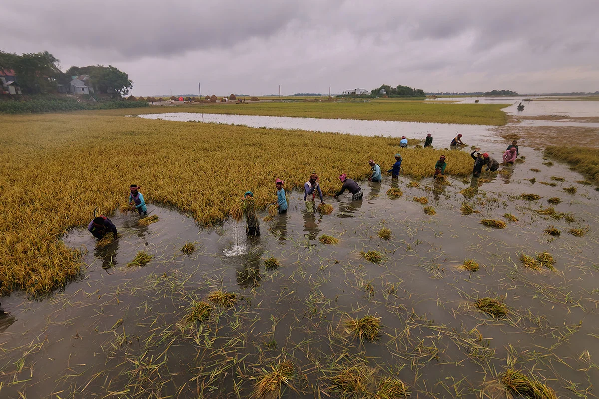 তলিয়ে গেছে কিশোরগঞ্জের ফসল