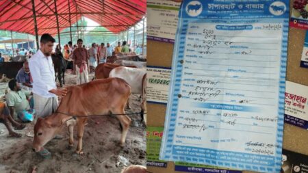 এমপি খবর রাখেন, তাই এই হাটে কোরবানির পশুর খাজনা দ্বিগুণ দ্বিগুণ টাকা আদায়