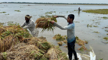 ধান ক্রয় শুরু