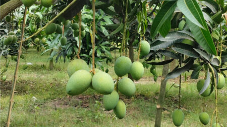 নওগাঁয় আম সংগ্রহ শুরু