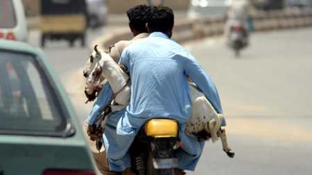 পাকিস্তানে কোরবানির ছাগল চুরি