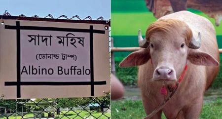 মহিষ
