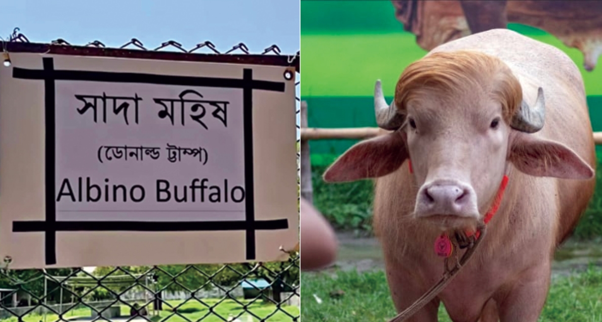 মহিষ