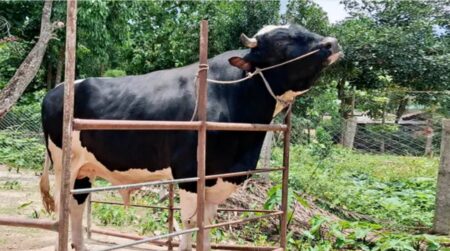 খাগড়াছড়ির হাটে দৃষ্টি কাড়ছে ১১০০ কেজির রাজকীয় ‘সম্রাট’ সম্রাট