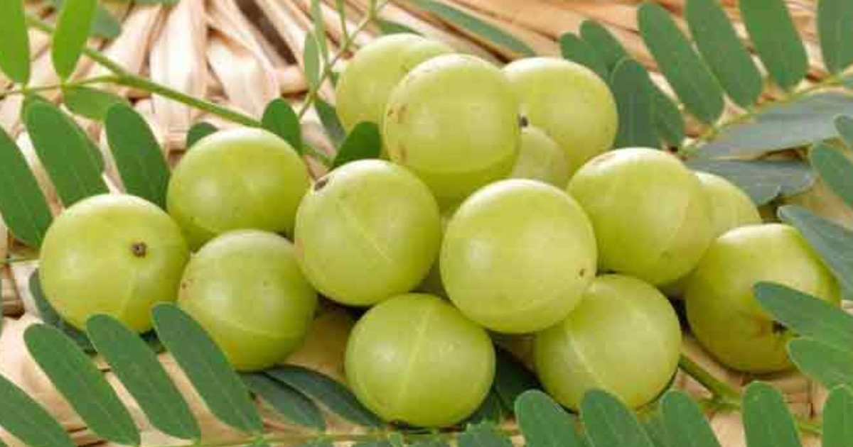 সুপারফুড হিসেবে আমলকী কেন এত জনপ্রিয় আমলকী