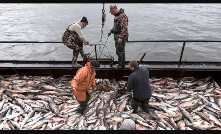Russian Cod and Fishing Exports