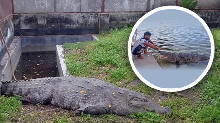 কুমির