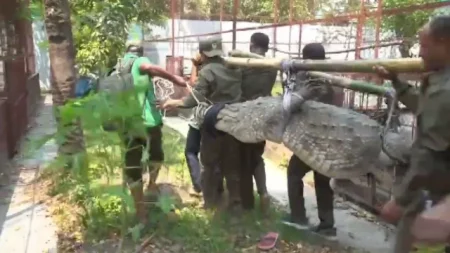 মাজার দিঘিতে শিশুকে টেনে নিয়ে যাওয়া কুমির এখন খুলনায় কুমির