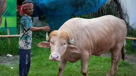 ভাইরাল মহিষ