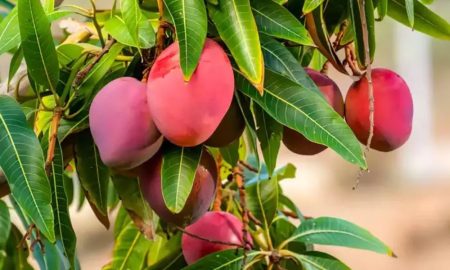 মিয়াজাকি বা সূর্যডিম আম কেন এত দামি মিয়াজাকি আম