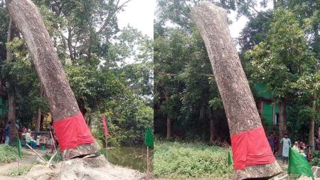 ঝড়ে পড়ে যাওয়া গাছ
