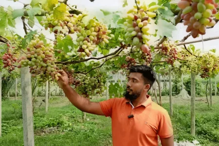 ইউটিউব দেখে আঙুর চাষে ঝুঁকছেন বগুড়ার তরুণরা আঙুর