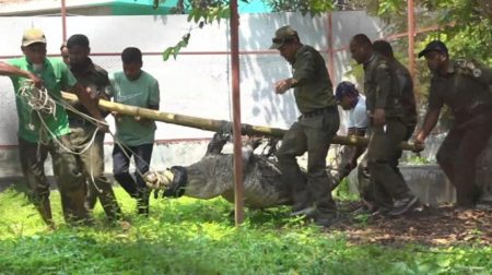 অবশেষে বাগেরহাটের ঐতিহ্যবাহী দিঘি থেকে শেষ কুমির সরিয়ে নেওয়া হলো কুমির