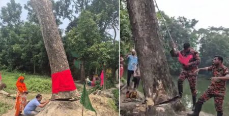 গাছ