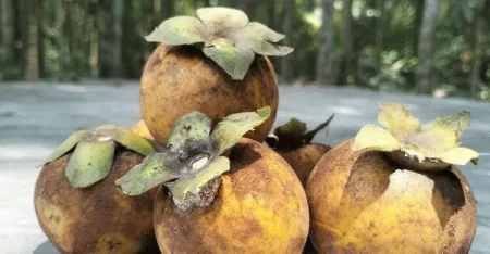 পুষ্টিগুণে ভরপুর দেশি গাব, যেসব উপকারিতা জানলে অবাক হবেন গাব