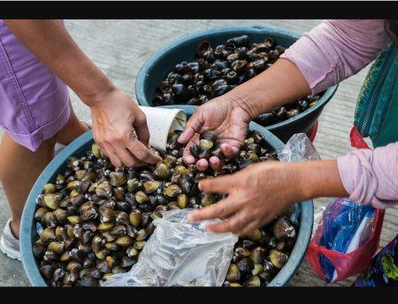 Manila Clams Invade US Atlantic Coast for First Time
