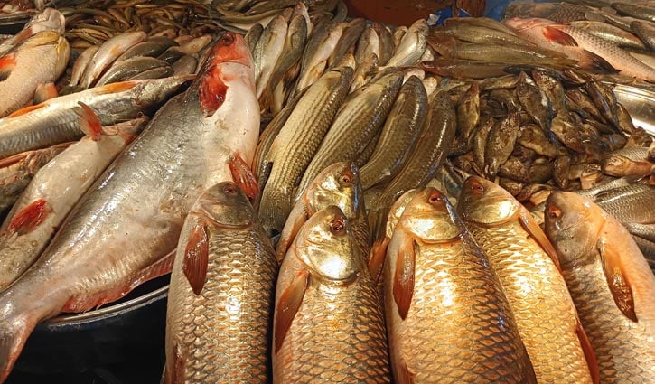 Fish