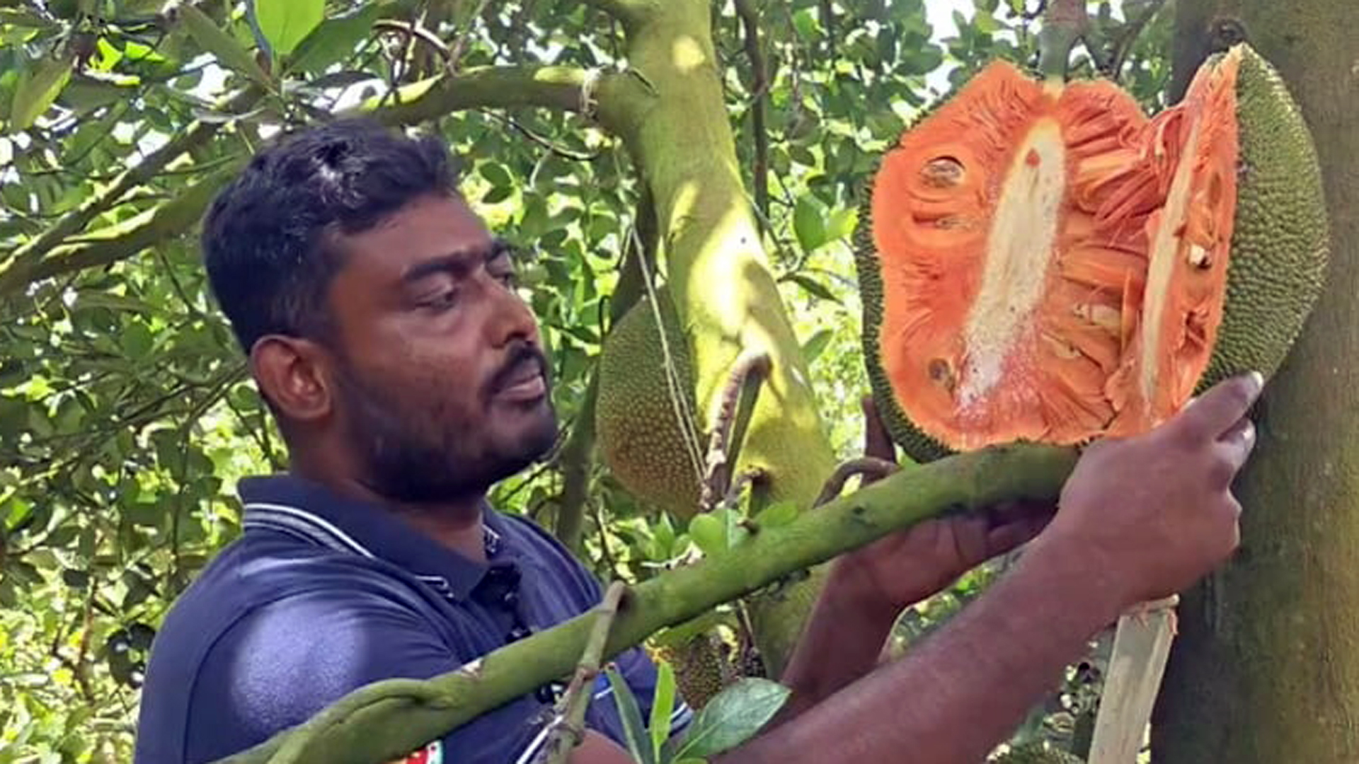 ভিয়েতনামের আঠাবিহীন লাল কাঁঠালে নতুন স্বপ্ন দেখাচ্ছেন জীবননগরের সজল লাল কাঁঠাল