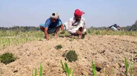 চরম লোকসানের মুখে রাজবাড়ীর পেঁয়াজ চাষীরা পেঁয়াজ চাষীরা