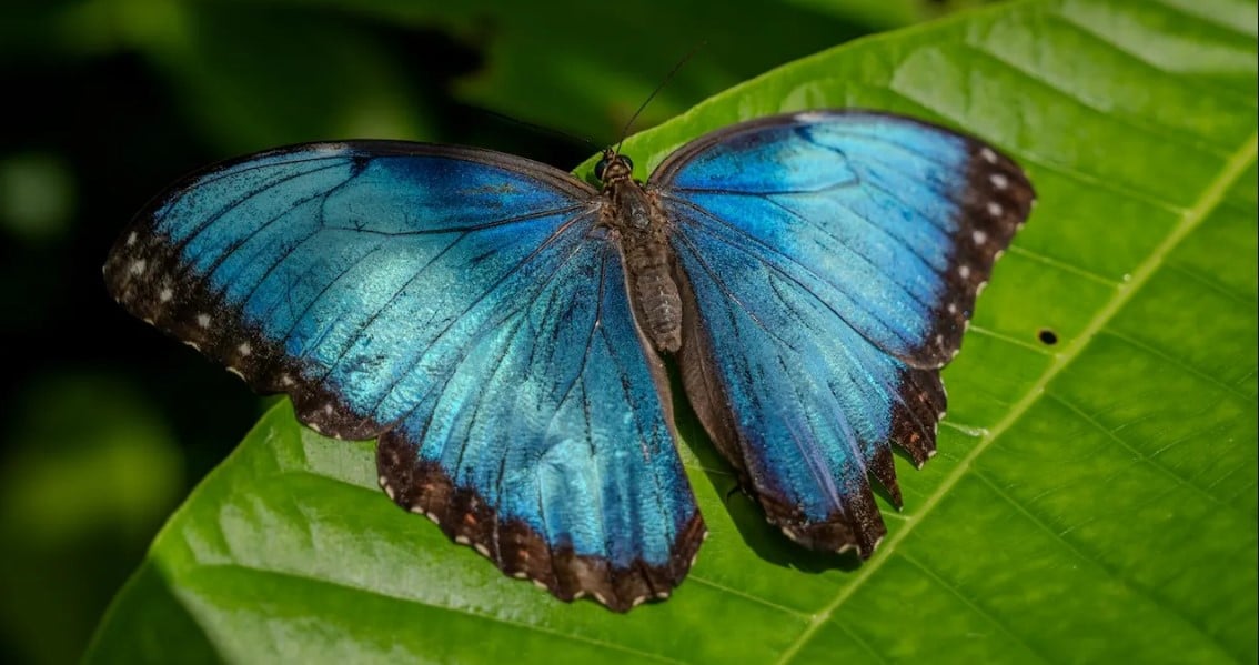 blue morpho butterflies heat
