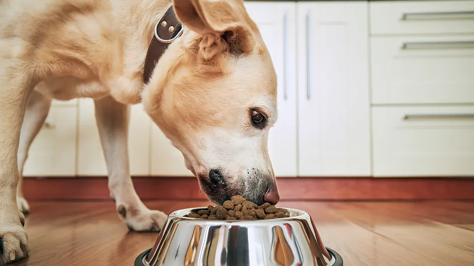 dog food recall